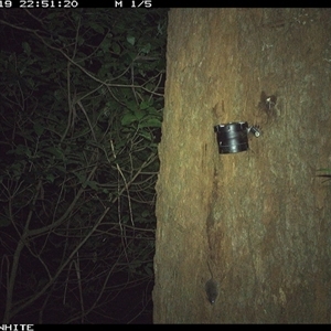 Antechinus agilis (Agile Antechinus) at Coolagolite, NSW - 19 Sep 2024 by timharmony