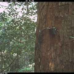 Varanus varius (Lace Monitor) at Coolagolite, NSW - 3 Oct 2024 by timharmony