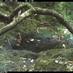 Melithreptus lunatus at Coolagolite, NSW - 12 Nov 2024 10:48 AM