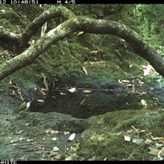 Melithreptus lunatus at Coolagolite, NSW - 12 Nov 2024 10:48 AM