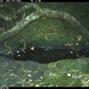Cormobates leucophaea at Coolagolite, NSW - 12 Nov 2024 04:17 PM