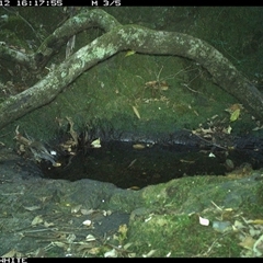 Cormobates leucophaea at Coolagolite, NSW - 12 Nov 2024 04:17 PM