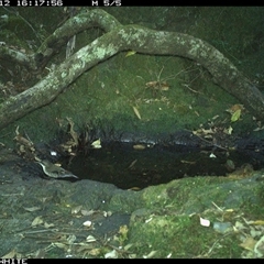 Cormobates leucophaea at Coolagolite, NSW - 12 Nov 2024 04:17 PM