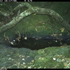 Cormobates leucophaea at Coolagolite, NSW - 12 Nov 2024 04:17 PM