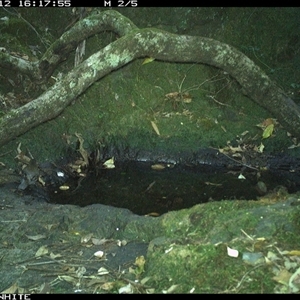 Cormobates leucophaea at Coolagolite, NSW - 12 Nov 2024 04:17 PM
