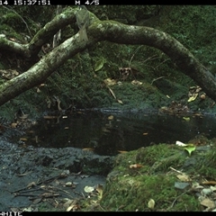 Meliphaga lewinii at Coolagolite, NSW - 14 Nov 2024 03:37 PM
