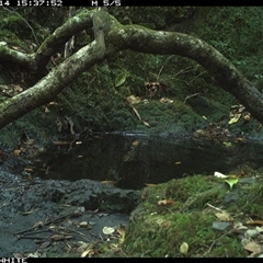 Meliphaga lewinii at Coolagolite, NSW - 14 Nov 2024 03:37 PM