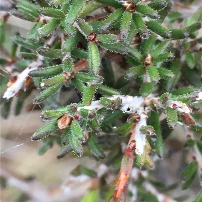 Calytrix tetragona (Common Fringe-myrtle) at Crowther, NSW - 10 Jun 2025 by Frecko