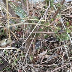Calytrix tetragona at Crowther, NSW - 10 Jun 2025 11:15 AM