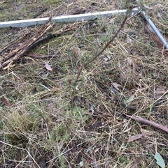 Calytrix tetragona at Crowther, NSW - 10 Jun 2025 11:15 AM