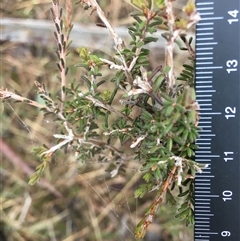 Calytrix tetragona at Crowther, NSW - 10 Jun 2025 11:15 AM