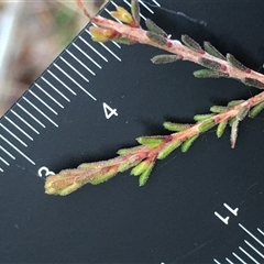 Calytrix tetragona at Crowther, NSW - 10 Jun 2025 11:15 AM