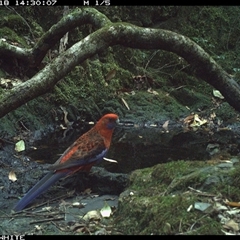 Platycercus elegans (Crimson Rosella) at Coolagolite, NSW - 18 Nov 2024 by timharmony