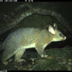 Trichosurus vulpecula at Coolagolite, NSW - 23 Nov 2024 07:20 PM