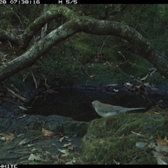 Colluricincla harmonica (Grey Shrikethrush) at Coolagolite, NSW - 28 Nov 2024 by timharmony