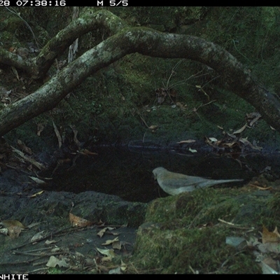 Colluricincla harmonica (Grey Shrikethrush) at Coolagolite, NSW - 28 Nov 2024 by timharmony