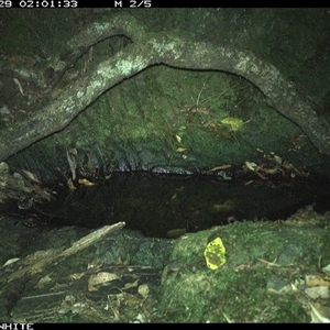 Vombatus ursinus (Bare-nosed Wombat) at Coolagolite, NSW - 29 Nov 2024 by timharmony