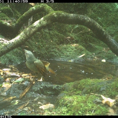 Ptilonorhynchus violaceus (Satin Bowerbird) at Coolagolite, NSW - 1 Dec 2024 by timharmony