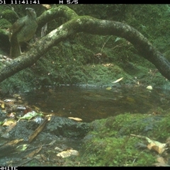 Ptilonorhynchus violaceus at Coolagolite, NSW - 1 Dec 2024 11:40 AM