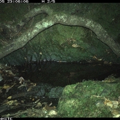 Rattus fuscipes (Bush Rat) at Coolagolite, NSW - 5 Dec 2024 by timharmony