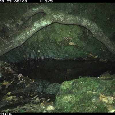 Rattus fuscipes (Bush Rat) at Coolagolite, NSW - 5 Dec 2024 by timharmony