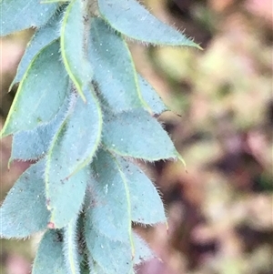Acacia vestita (Hairy Wattle) at Crowther, NSW - 10 Jun 2025 by Frecko