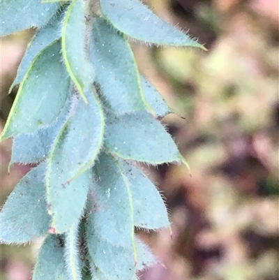 Acacia vestita (Hairy Wattle) at Crowther, NSW - 10 Jun 2025 by Frecko