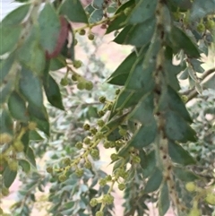 Acacia vestita at Crowther, NSW - 10 Jun 2025 11:11 AM