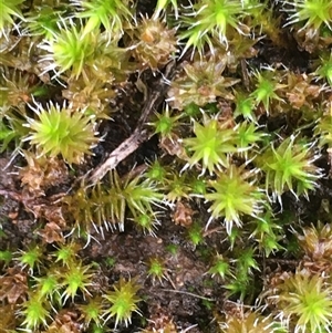 Unverified Moss, Liverwort or Hornwort at Crowther, NSW - Today by Frecko