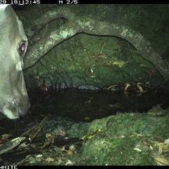 Cervidae (family) (Deer (unknown species)) at Coolagolite, NSW - 29 Nov 2024 by timharmony
