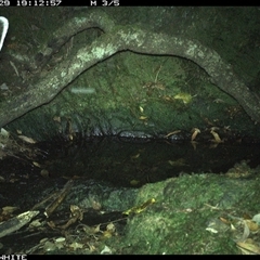 Cervidae (family) at Coolagolite, NSW - 29 Nov 2024 07:12 PM