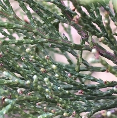 Callitris endlicheri (Black Cypress Pine) at Crowther, NSW - 10 Jun 2025 by Frecko
