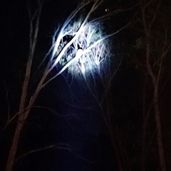 Podargus strigoides at Collector, NSW - 17 May 2025 by PWillo