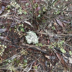 Cladia corallaizon at Crowther, NSW - 10 Jun 2025 09:03 AM