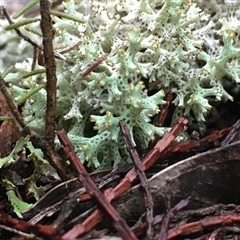 Cladia corallaizon at Crowther, NSW - 10 Jun 2025 09:03 AM
