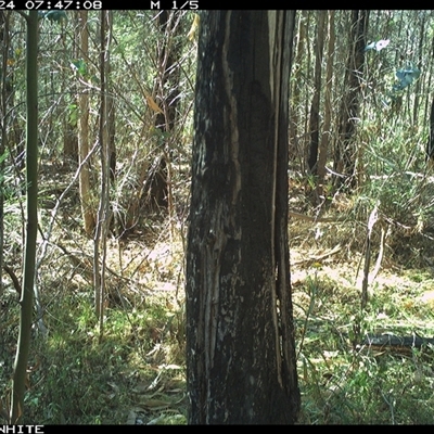 Menura novaehollandiae (Superb Lyrebird) at Candelo, NSW - 24 Oct 2024 by alexandraseddon