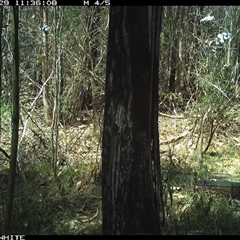 Tachyglossus aculeatus (Short-beaked Echidna) at Candelo, NSW - 29 Oct 2024 by alexandraseddon