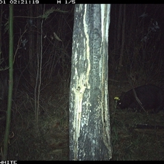 Vombatus ursinus (Common wombat, Bare-nosed Wombat) at Candelo, NSW - 1 Nov 2024 by alexandraseddon