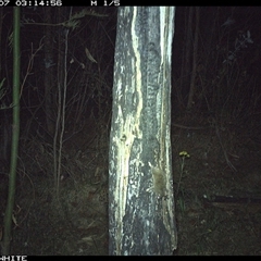 Antechinus sp. (genus) (Unidentified Antechinus) at Candelo, NSW - 7 Nov 2024 by alexandraseddon