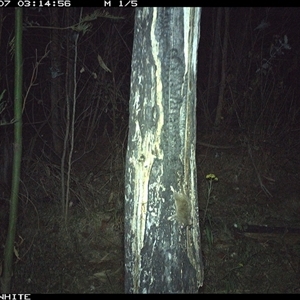 Antechinus sp. (genus) at Candelo, NSW - 7 Nov 2024 by alexandraseddon