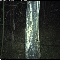 Antechinus sp. (genus) at Candelo, NSW - 7 Nov 2024 03:14 AM