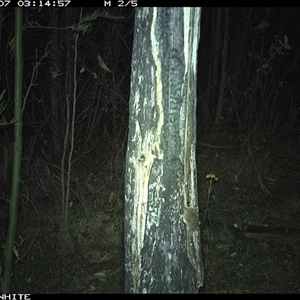 Antechinus sp. (genus) at Candelo, NSW - 7 Nov 2024 03:14 AM