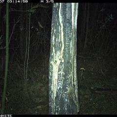Antechinus sp. (genus) at Candelo, NSW - 7 Nov 2024 03:14 AM