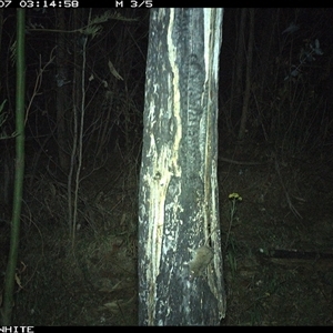 Antechinus sp. (genus) at Candelo, NSW - 7 Nov 2024 03:14 AM