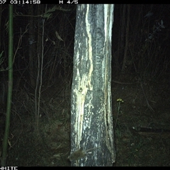 Antechinus sp. (genus) at Candelo, NSW - 7 Nov 2024 03:14 AM