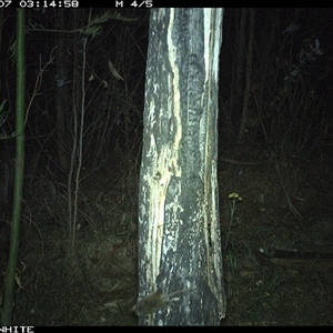 Antechinus sp. (genus) at Candelo, NSW - 7 Nov 2024 03:14 AM