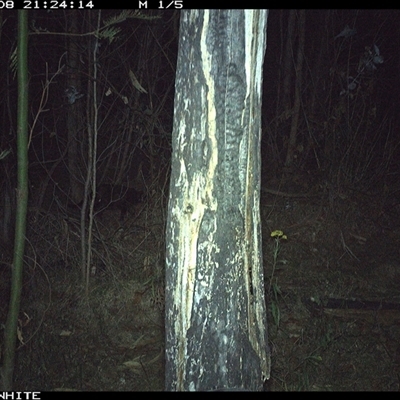 Felis catus (Feral Cat) at Candelo, NSW - 8 Nov 2024 by alexandraseddon
