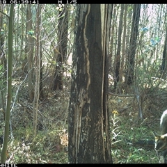 Wallabia bicolor (Swamp Wallaby) at Candelo, NSW - 18 Nov 2024 by alexandraseddon