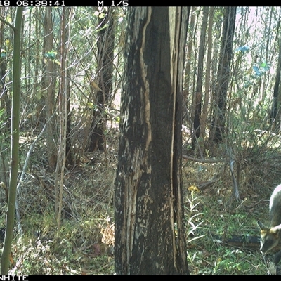 Wallabia bicolor (Swamp Wallaby) at Candelo, NSW - 18 Nov 2024 by alexandraseddon