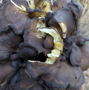 Grifola colensoi at Paddys River, ACT - Today by WalterEgo